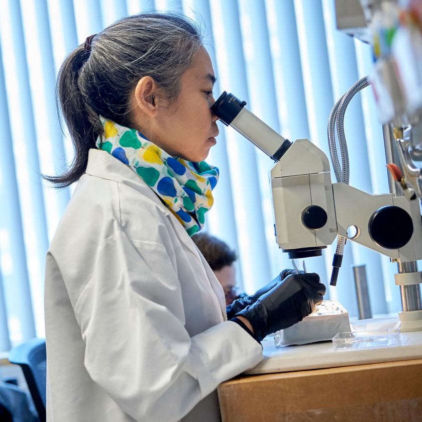 Scientist Examines a Sample Using a Microscope