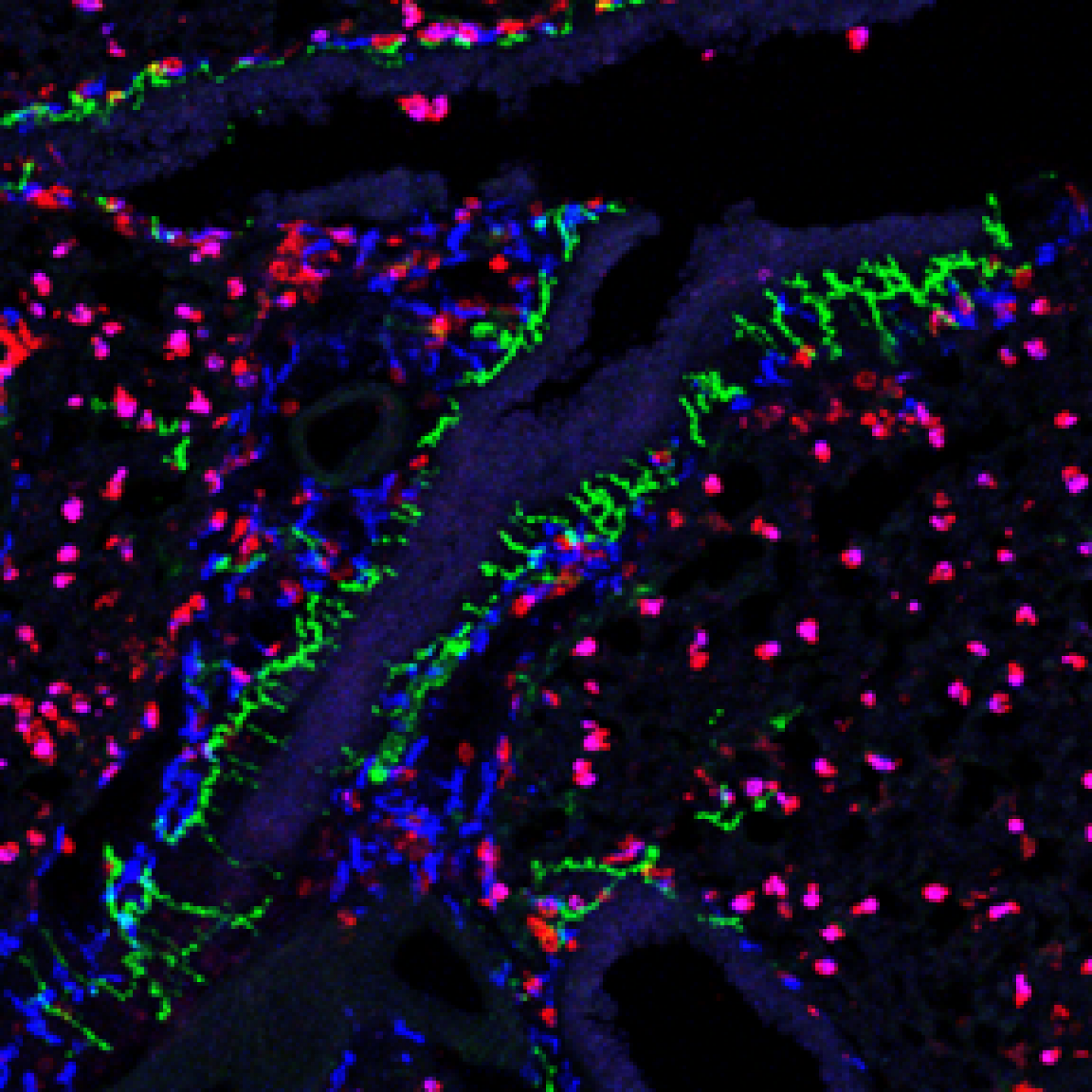 Department of Microbiology | NYU Langone Health
