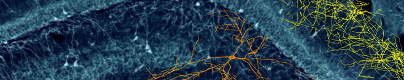 Microscopic Image of the Brain