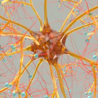 Image of Brain Circuit