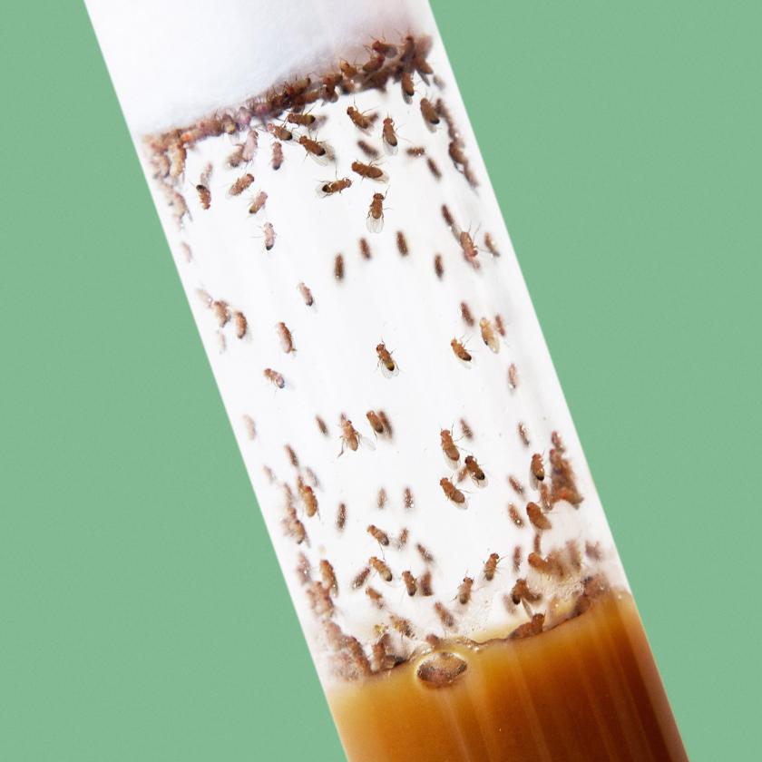 Fruit Flies Responding to Odor