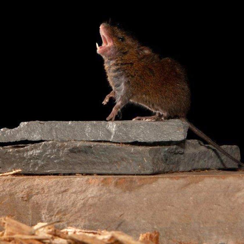 Singing mouse
