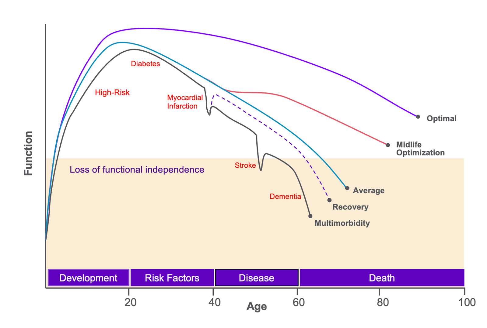 Line chart depicting changes in function across different ages depending on risk factors, disease, and other lifestyle factors.