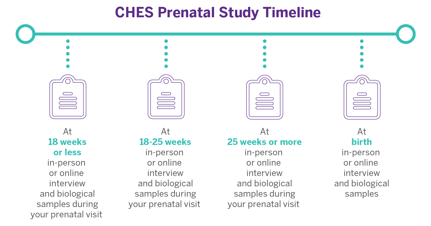 CHES Prenatal Study Timeline