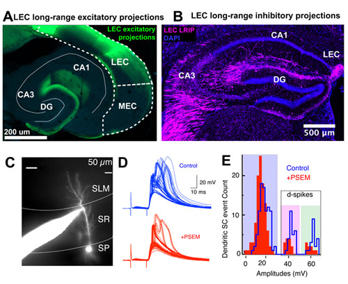 Schematic Images of Lateral entorhinal cortex Activity