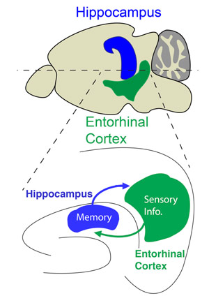 Graphic Showing That the Hippocampus Plays a Crucial Role In Gating Sensory Information Flow Through Its Reciprocal Circuit Interactions With The Entorhinal Cortex