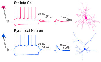 Graphic Demonstrating Activity of Stellate Cell and Pyramidal Neuron