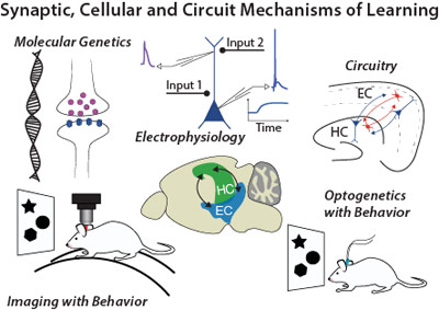 Graphic Showing Synaptic, Cellular, and Circuit Mechanisms of Learning