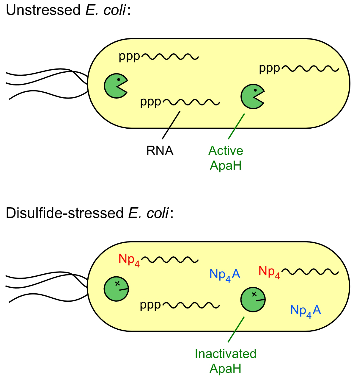 Unstressed E. coli Effects Active ApaH, Whereas Stressed E. coli Effects Inactivaed ApaH