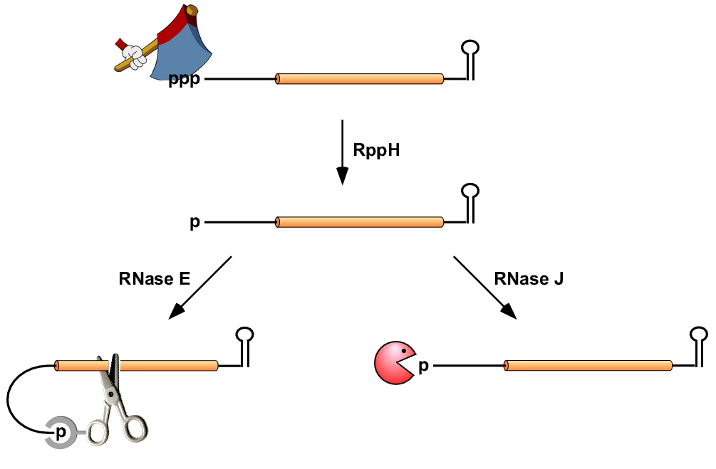 RNA pyrophosphohydrolases (RppH) Effects 5´-Terminal Deprotection of mRNA