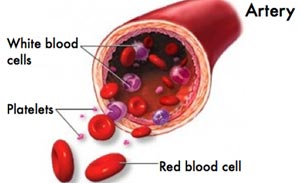 Cross-section of an Artery Showing White and Red Blood Cells as well as Platelets