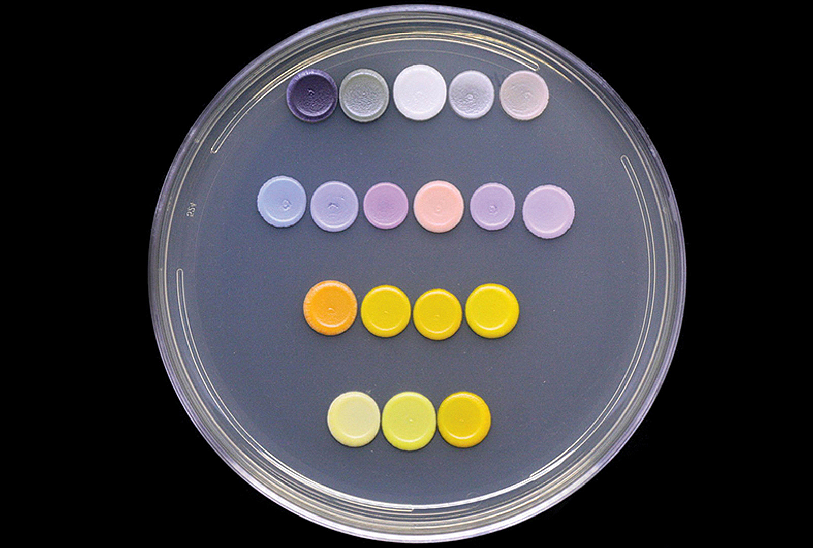 Palette of pigmented yeast for creating art