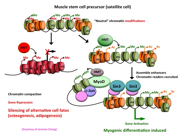 Transcriptional Regulatory Networks and Epigenetic Controls Underlie Myogenic Differentiation