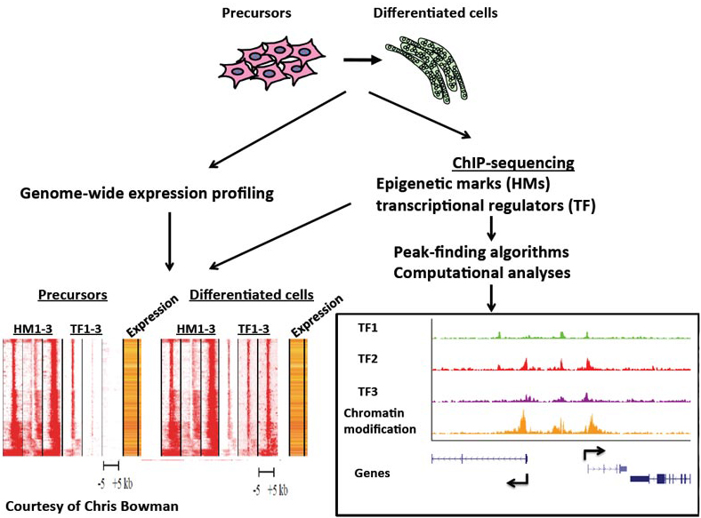 Genome-Wide Expression Profiling and ChIP Sequencing Clarify Mammalian Differentiation