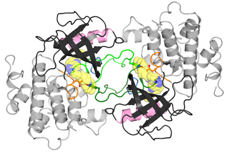 Structure of the Kinase Domain of the IGF1 Receptor in Complex with a Small-Molecule Inhibitor