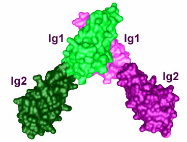Molecular Surface Representation of Dimeric Ig1-2 of the MuSK Ectodomain
