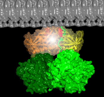 Model for the Activation of MuSK by Dok7