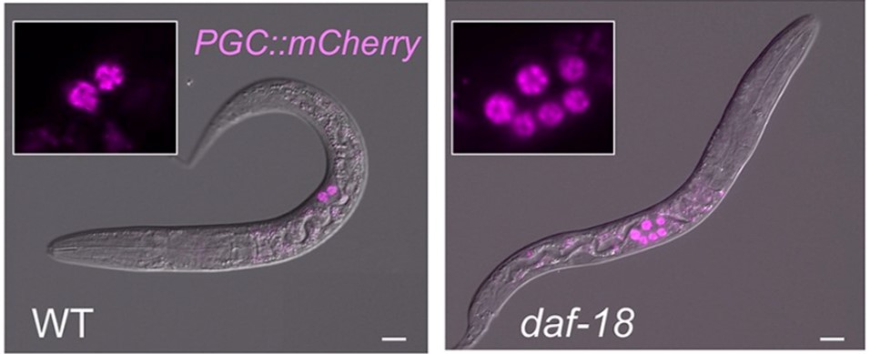 Microscopic Image of C. elegans With (Left) and Without (Right) daf-18