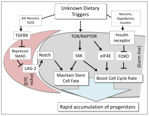 Graphic Demonstrating that Components of the Conserved Insulin, TOR, and TGFß Signaling Pathways Are Important for the Expansion of the Larval Germline Stem/Progenitor Pool That Occurs Under Favorable Environmental Conditions