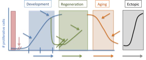 Graphic Demonstrating Germline Stem Cell Lifespan