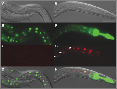 Microscopic Image Showing That Single Somatic Cells Can Be Marked and Their Progeny Traced Using the FLP-Out System