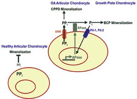Graphic of Proposed Model Showing how Ank Regulates Physiological and Pathological Mineralization