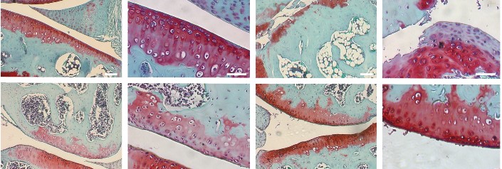 Grid of Six Microscopic Images of Musculoskeletal Tissue