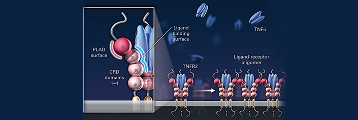 Graphic Showing that Tumor Necrosis Factor Receptors are Implicated in the Regulation of Inflammation and Autoimmunity