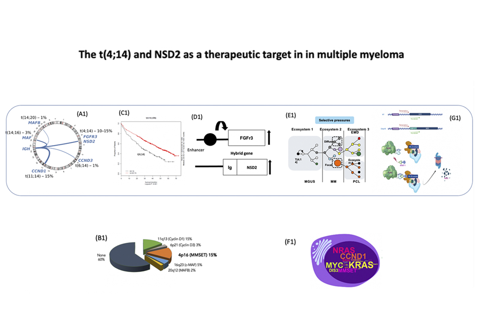 Data Showing the t(4;14) and NSD2 as a Therapeutic Target in in Multiple Myeloma