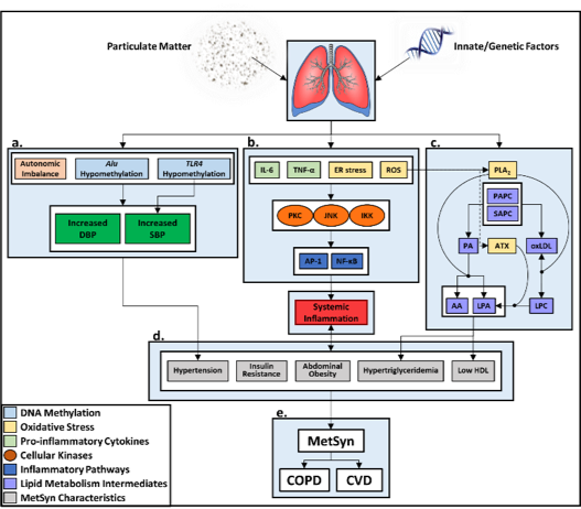 Flow Chart Showing the Connection Between Particulate Matter and Lung Disease