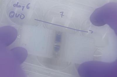 Gloved Hands and Test Tubes