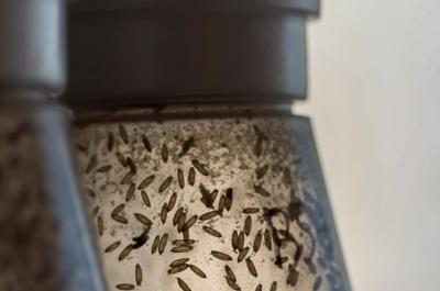 Fruit Flies in Lab