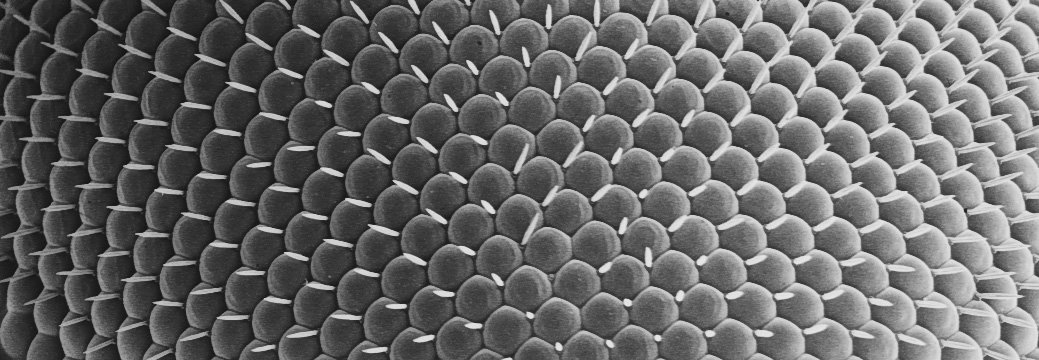 Extreme Closeup Image of an Adult Drosophila Eye Captured Using Scanning Electron Microscopy