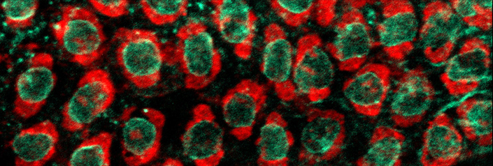 Microscopic Image of Drosophila Embryonic Cells Showing the Endoplasmic Reticulum Surrounding each Nuclei