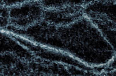 Image of Collagen Protein