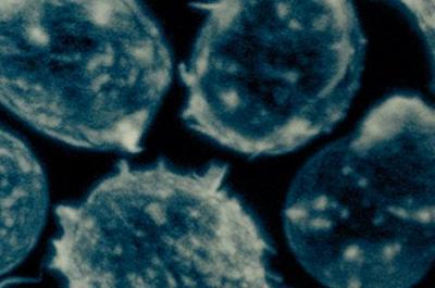 Mircroscopic Image of Cells