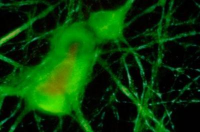 Microscopic Image of Neurons