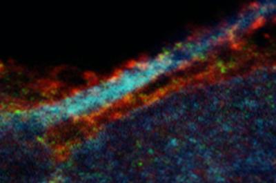 Microscopic Image