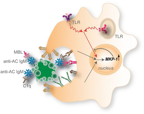 Model of Anti-AC IgM-Mediated Suppression of TLR Responses