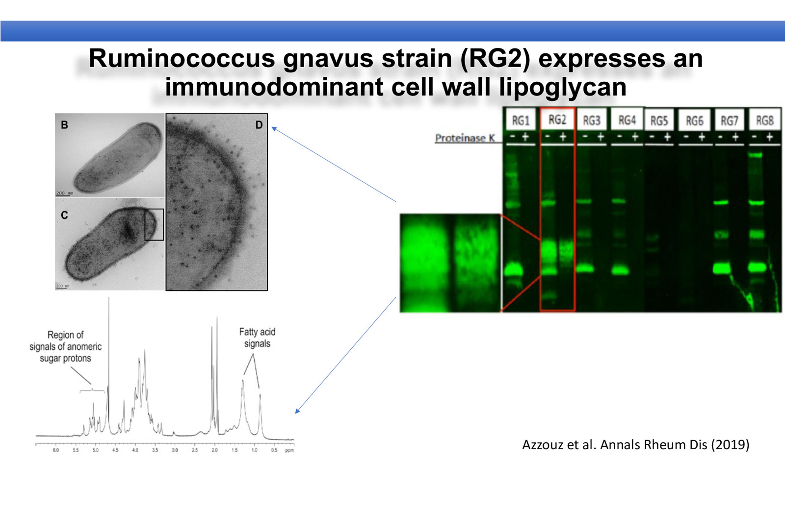 Electron Microscopy Image of the RG bacterial cell and an image of the Structural Chemical Analysis of the RG lipoglycan