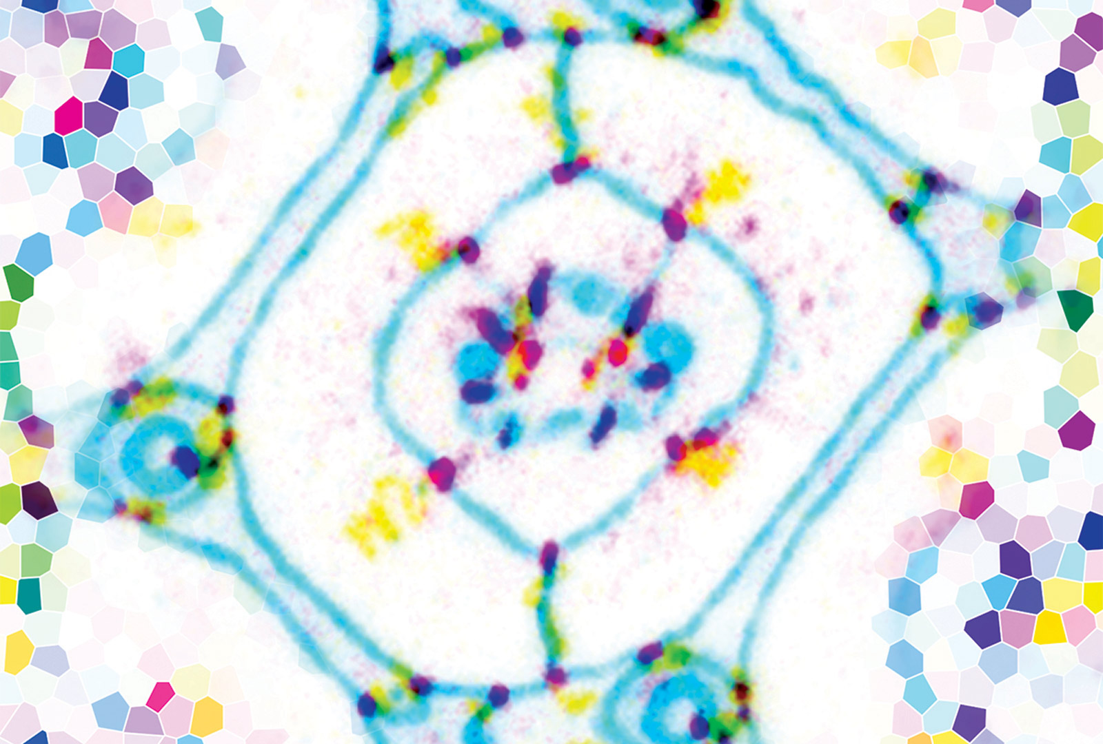 Cell Membranes of Pupal Retina Stained to Show Expression of Sidekick and Gliotactin