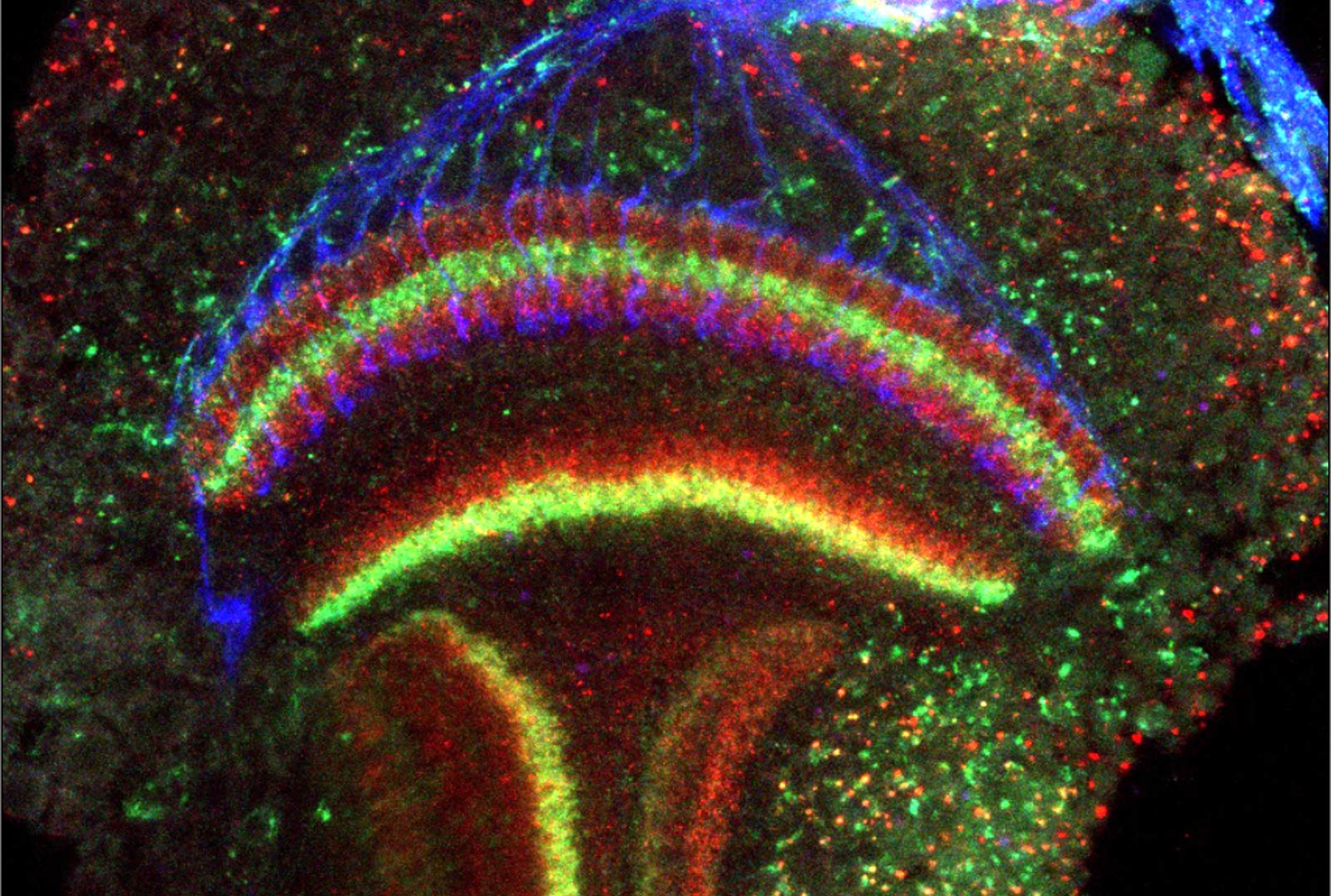 Photoreceptor Axons of Optic Lobes Stained to Show Layers Expressing Sidekick and Roughest