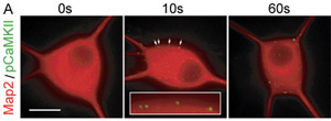 Grid of 6 Synaptic Images Showing that Signaling Strength is Steeply Dependent on Depolarization
