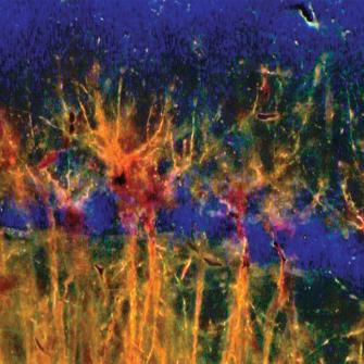 Cellular Image from Research Report