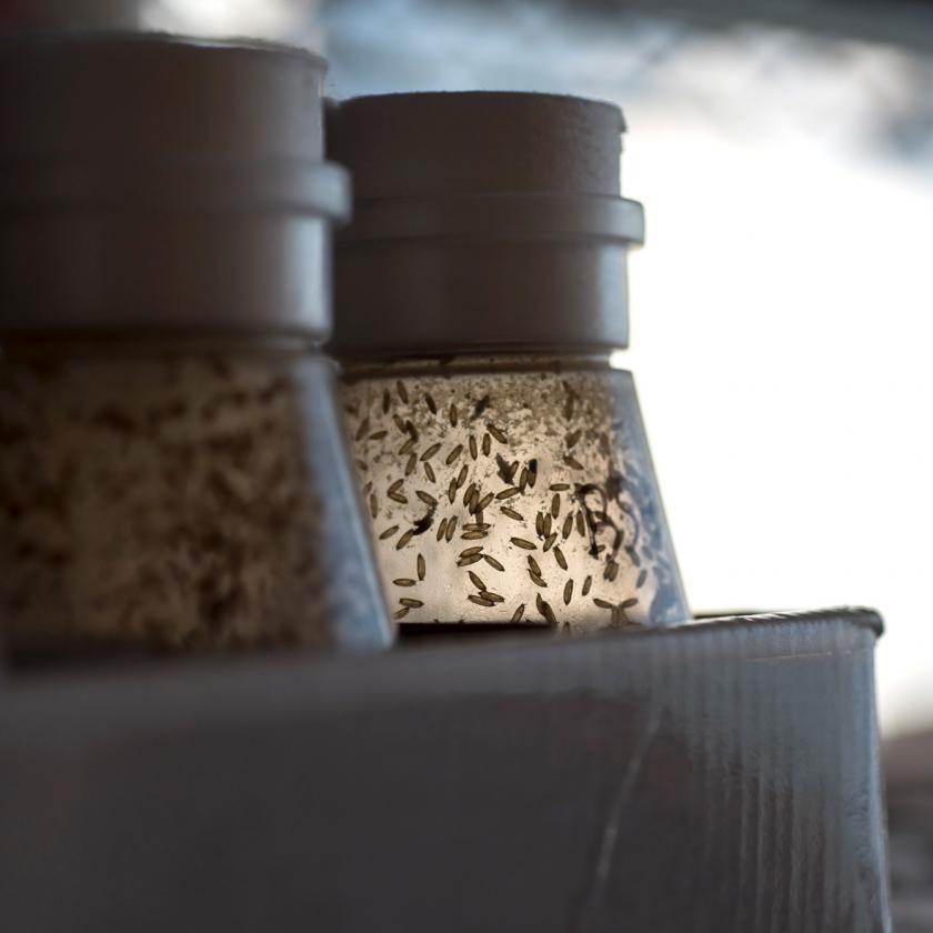 Fruit flies navigating in a wind tunnel in response to odor